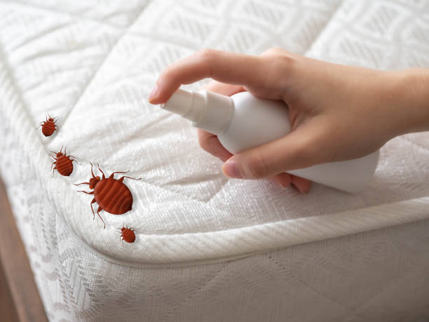 Best Wasp Removal Services  in Moriarty, NM