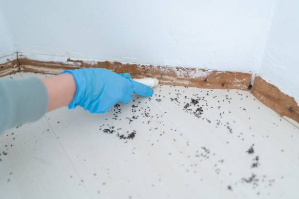 Best Best Pest Control Companies  in Moriarty, NM